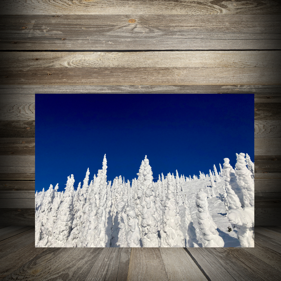 Winter Sunlight Snowy Forest Canvas